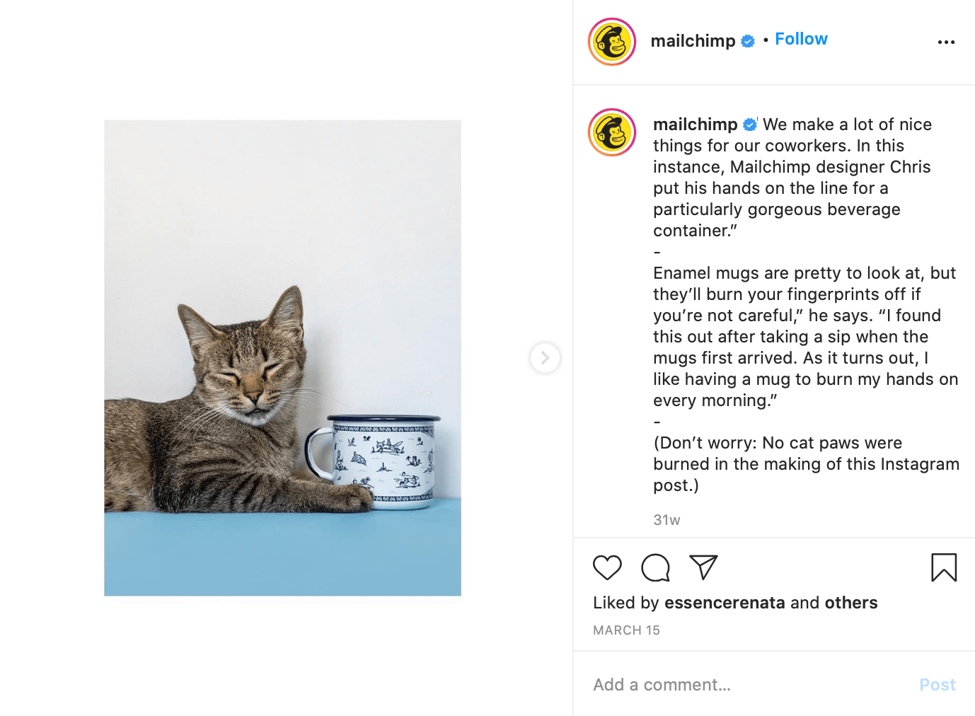 mailchimp funny cat photo on instagram