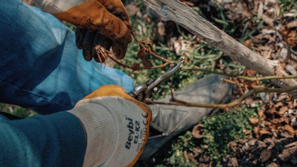 Close-up of a gardener using shears to prune dry rose twigs outdoors.