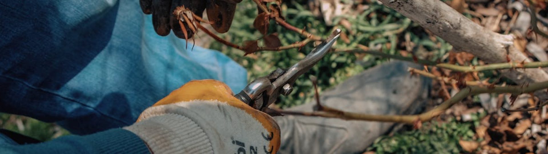 Close-up of a gardener using shears to prune dry rose twigs outdoors.